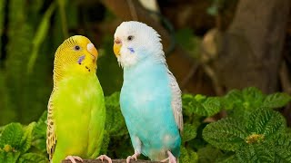 Sound of Budgies Birds  | Beautiful Parrot Singing voice #birds #singing #budgiessound