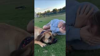 Boerboel’s Love to Play #shortsfeed #boerboel #trendingvideo