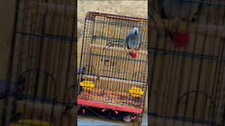 talking grey parrot | Grey parrot mimicking different sounds #greyparrot