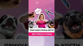 Как приучить собаку к стрижке когтей? Полный ролик уже на канале!