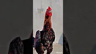 Shok❤️❤️‍🔥#birds #rooster #roosterchicken #viralvideo #viwes #subscribers #facts #pigeonvlog125