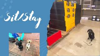 Scout's Chattanooga Dog Board & Train