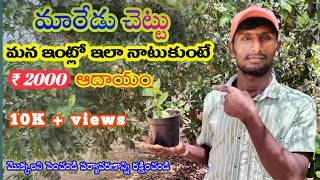 మారేడు చెట్టు విత్తనాలతో ఇలా నాటుకోండి | Maredu Chettu  in Telugu | Maredu plant cering