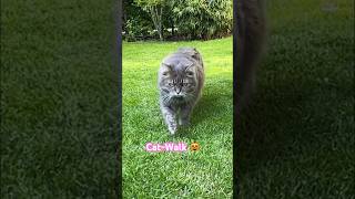 Cat-Walk SlowMotion Symphonie 😹lustige Katzenvideos 😻 #cats #shorts