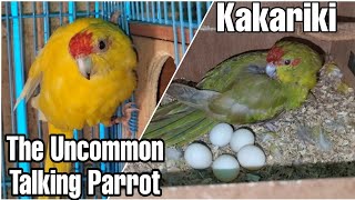 Kakariki Parrot - Uncommon Pet - Talking Parrot - Care & Breeding Tips || All About Pets (Hindi)