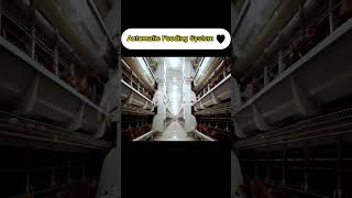 Layer battery cage automatic feeding system for poultry house- RETECH Farming