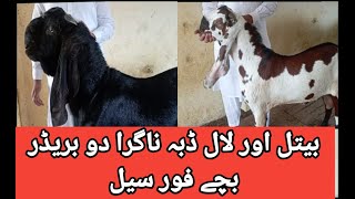 بیتل اور لال ڈبہ ناگرا دو بریڈر بچے فور سیلBeetal and Lal Dabba Nagra Two Breeder Babies Four Sale