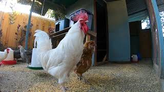 White Leghorn Rooster Pecking Eating Scratching Up Close Chickens!