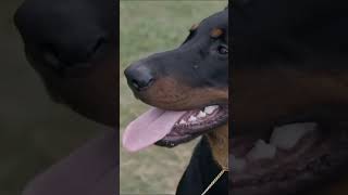 Beauceron | FULL VIDEO👆🏻