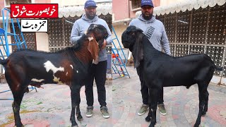 Big Size Amritsari Breeders And Beautiful Teddy Goat Of Hamza Butt Lahore 2023