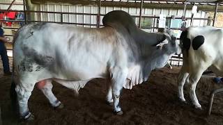 Bydło Mięsne American Brahman