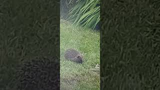 Hedgehog Watch | Hedgehogs of the UK | Nature | Wildlife | Northumberland |