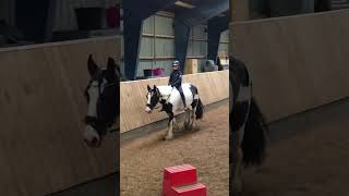 Walk without sadle on Tut #horse #pony #shortvideo #cutepony #equestrian #walking #walk