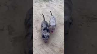 Import Line Bully Puppy For Sale||#americanbully