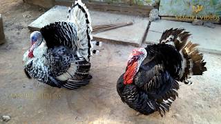 TURKEY BIRD|| BEAUTIFUL TURKEYS PLAYING|| TURKEY BIRD SOUNDS|| TURKEY KODI|| SEEMA KODI|| PET TURKEY