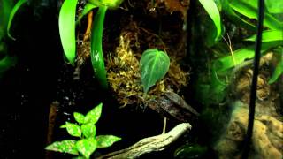 three 'Love Shacks' for breeding imitator dart frogs