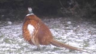 Selection of Birds at Cavers Knowes, March 2013