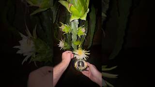 Pollinating Dragon Fruit with Frozen Pollen – No Defrost Needed!