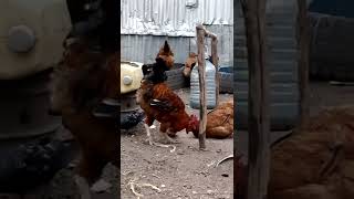 How to keep your chicken busy.. Use little feeds.