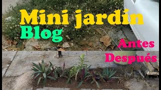 Quité la hierba y transformé un mini jardín| Reproducción Maguey morado| flor del desierto| Blog