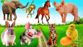 Happy animal moment - Horse, Elephant, Monkey, Pig - Animals sound