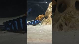 DEMANSONS CICHLID FISH AGGRESSIVE FISH |  BEAUTIFUL RARE COLOUR #shorts #fish