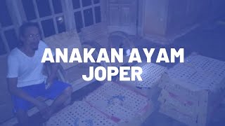 Anakan Ayam Joper