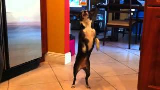 Perrro bailando la Bamba