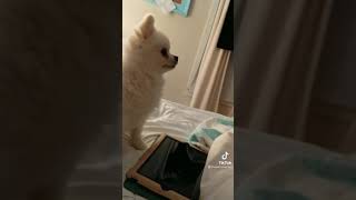 Cute dog sneezing #shorts