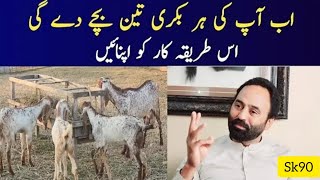 Avoid loss and earn profit _ best breeding season and price _ goat farming _(720P_HD)