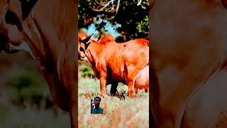 #Ali ali #cow #viral video gawow #shortsvideo #cow