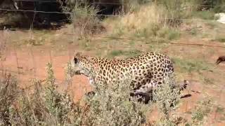 Namibia - Leopards at Naankuse Wildlife Lodge