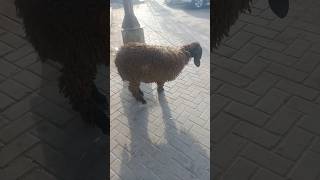 #sheeps desert male sheep | Black male sheep | #sheep