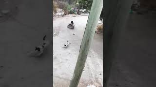 Niña atropella a gatito..!! Vídeo viral en Facebook.