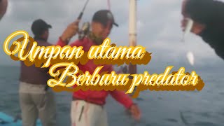 Ikan Tembang ||| umpan utama berburu predator ||| #shorts