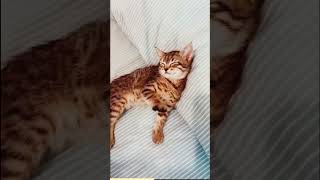 Cat's Purring | Hahaha Very Funny 🤣