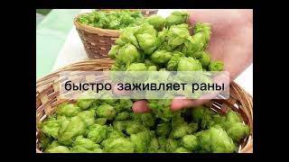 Такое простое решение как хмель при заболеваний почек #почки #лечебныерастения