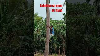 Fastest climb down on coconut tree.Pagkatapos umakyat kaylangang bumaba-pinoy idioms(Stay humble)