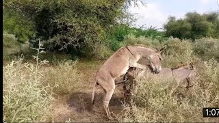 Big #donkey Love with Young Donkey In Village  #ghadha