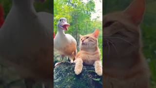 cat in duck respect and funny moments😁🦆#funny#cat#duck#shorts#respect#respectshorts#shortvideo