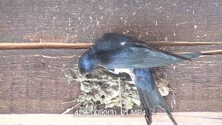 Barn Swallow / סנונית רפתות