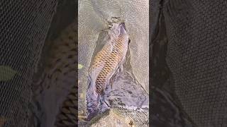 Big girl in the net! #fishing #carp #shorts #shortsvideo #shortsfeed #fish  #fishinggear