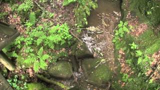 Yamacraw to Yahoo Falls Loop, Big South Fork, Daniel Boone National Forest, KY