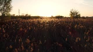 Purple sunset on the fields of reeds