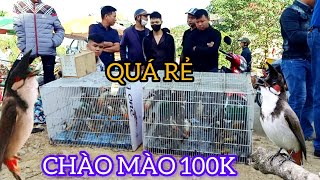 CHÀO MÀO CHỈ 100k SỐ LƯỢNG VÔ BIÊN CHỢ CHIM VÙNG CAO ĐÚNG LÀ SỐ 1