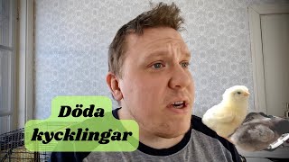 2 kycklingar har dött