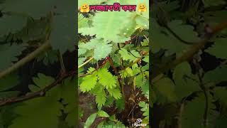 লজ্জাবতী কন্যা #shorts #shortvideo #rnkushtia  #ashaduzzaman  #love #myvideo