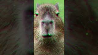 капибара #тихий55 #capybara #рекоминдации #капибара