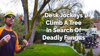 Desk Jockey's Climb A Tree In Search of Deadly Fungus