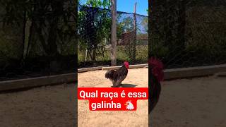 Qual raça é essa galinha 🐔#Viral#Aves#Agro.